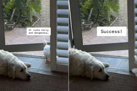 Video: Dog Doesn't Move a Muscle as Ducks Enter the House