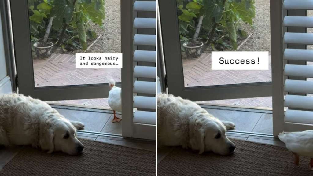 Video: Dog Doesn't Move a Muscle as Ducks Enter the House