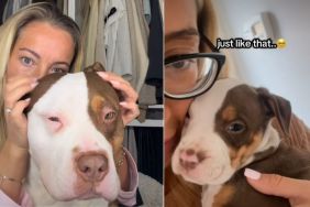 Video: Owner Emotionally Remembers Big Dog’s Puppy Phase