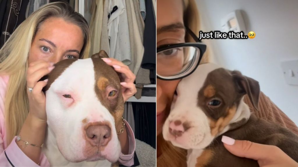 Video: Owner Emotionally Remembers Big Dog’s Puppy Phase