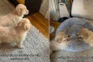 Golden Retriever Siblings Separated at Birth Reunite in Cute Video