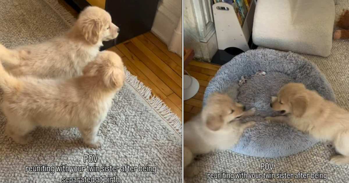 Golden Retriever Siblings Separated at Birth Reunite in Cute Video - DogTim