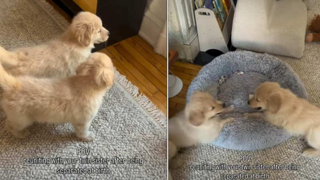 Golden Retriever Siblings Separated at Birth Reunite in Cute Video