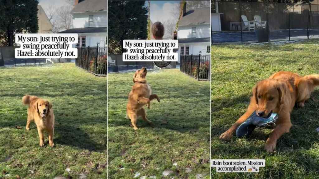 Video: Golden Retriever Contributes to Kid's Playtime in the Swing Area