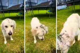Video: Golden Retriever Thinks Weeding Requires Assistance