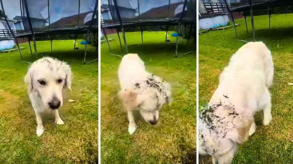 Video: Golden Retriever Thinks Weeding Requires Assistance