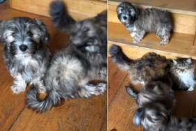 Puppies Love the Cat a Little Too Much in Adorable Video