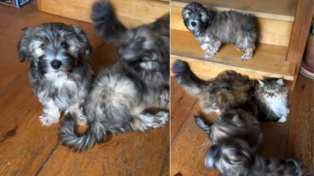 Puppies Love the Cat a Little Too Much in Adorable Video