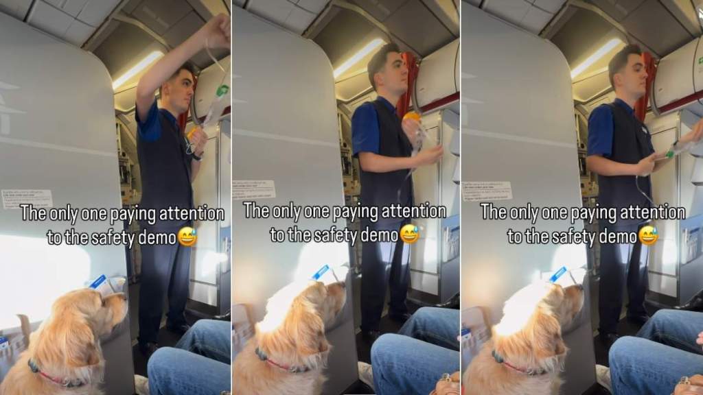 Video: Golden Retriever Is Possibly the Only One Paying Attention to Flight Safety Demo