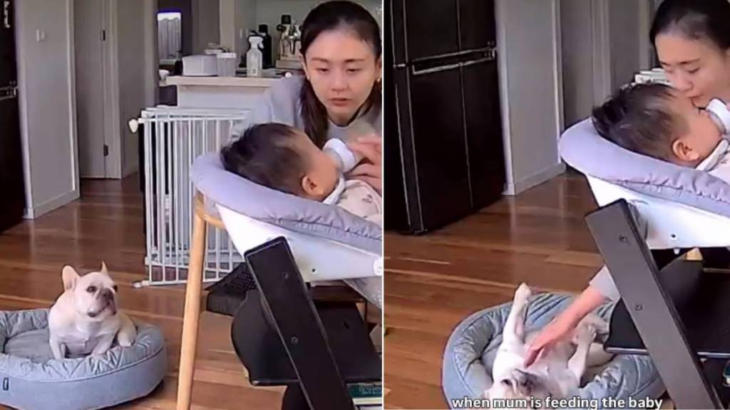 Video: Dog Notices Mom Is Feeding the Newborn & Then Does This