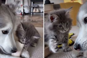 Video: This Dog & Cat Fight Is Hardly a Fight