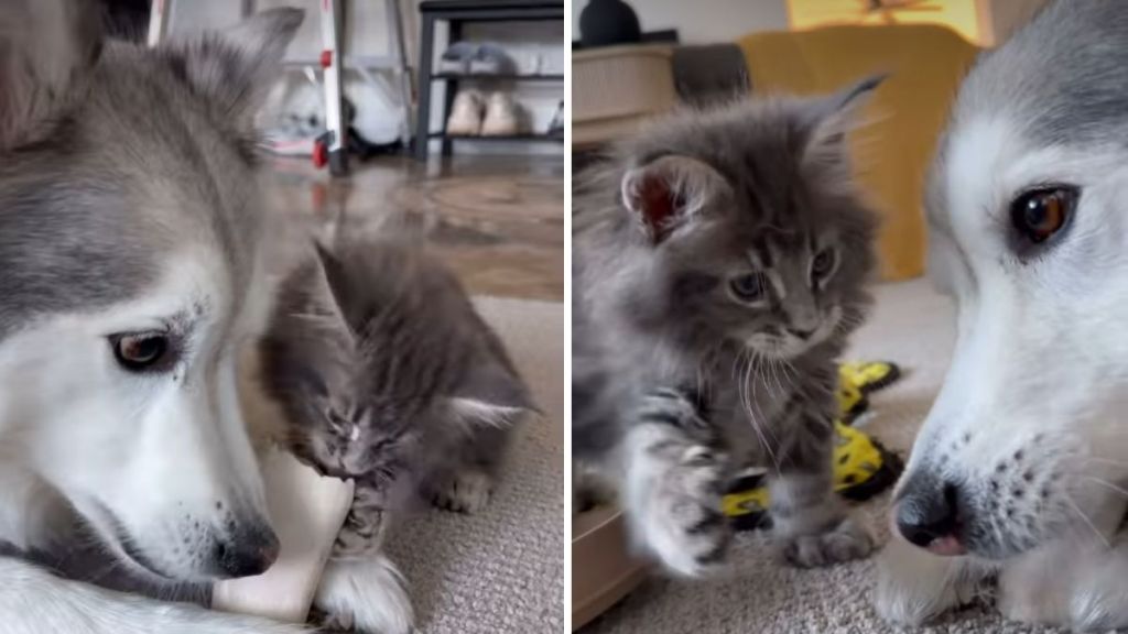 Video: This Dog & Cat Fight Is Hardly a Fight