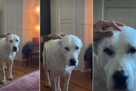 Video Shows Dog With Really Intense Eyebrow Hair