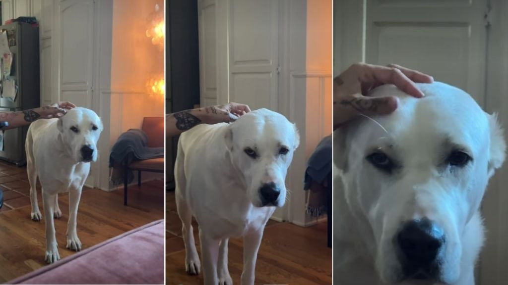 Video Shows Dog With Really Intense Eyebrow Hair