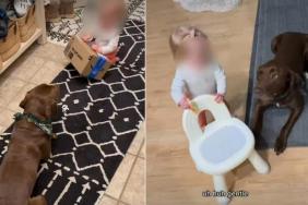 Labrador Delivers a Lesson in Patience With Toddler & Pizza