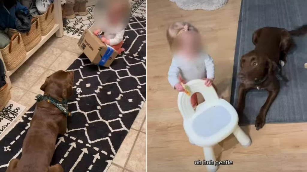 Labrador Delivers a Lesson in Patience With Toddler & Pizza