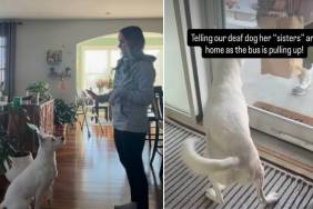 Video: Deaf Dog Possibly Understands Sign Language