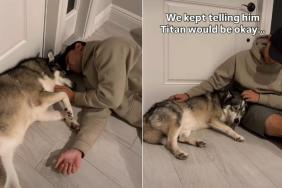 Video: Husky Is Lost Without Furry Sibling Recovering After Surgery