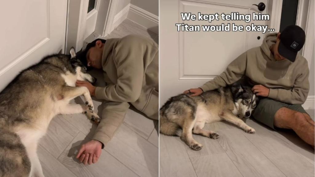 Video: Husky Is Lost Without Furry Sibling Recovering After Surgery