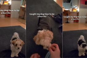 Video: Dog Successfully Learns How To Be a Burrito