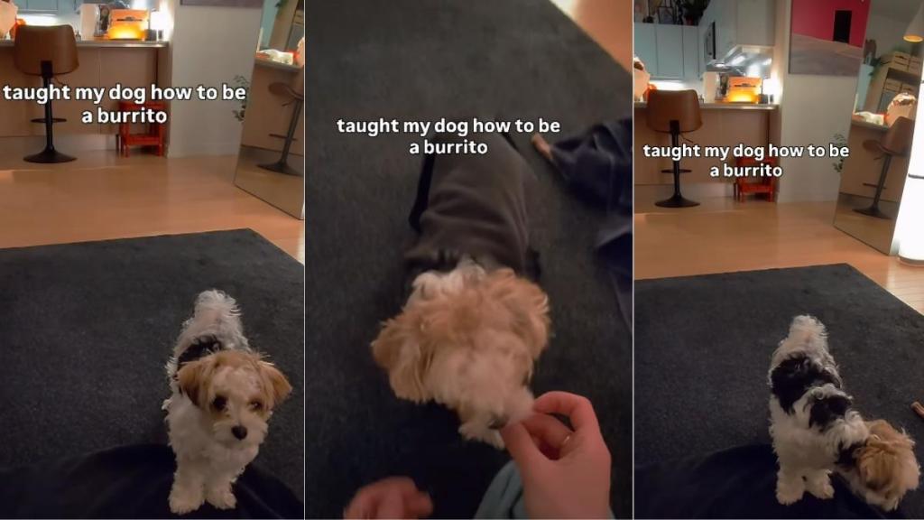 Video: Dog Successfully Learns How To Be a Burrito