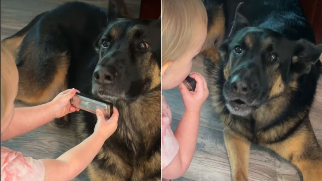 Video: Big Dog & Tiny Human Taking Turns To Play the Harmonica Melts Hearts
