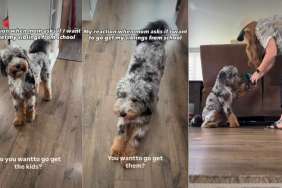 Video: Dog Reacts When Owner Says They Are Going to Pick Up Siblings From School