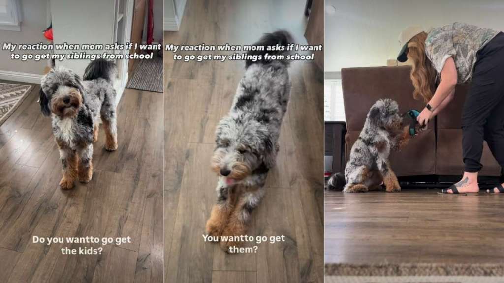 Video: Dog Reacts When Owner Says They Are Going to Pick Up Siblings From School
