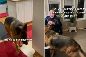 Video: Big Dog Demands Food From Grandpa In the Most Adorable Way Possible