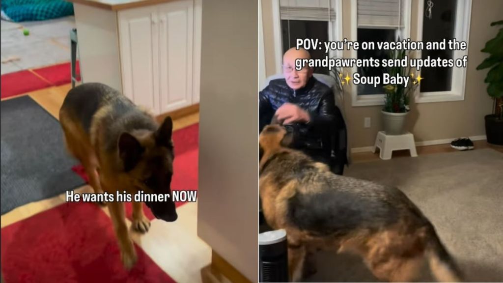 Video: Big Dog Demands Food From Grandpa In the Most Adorable Way Possible