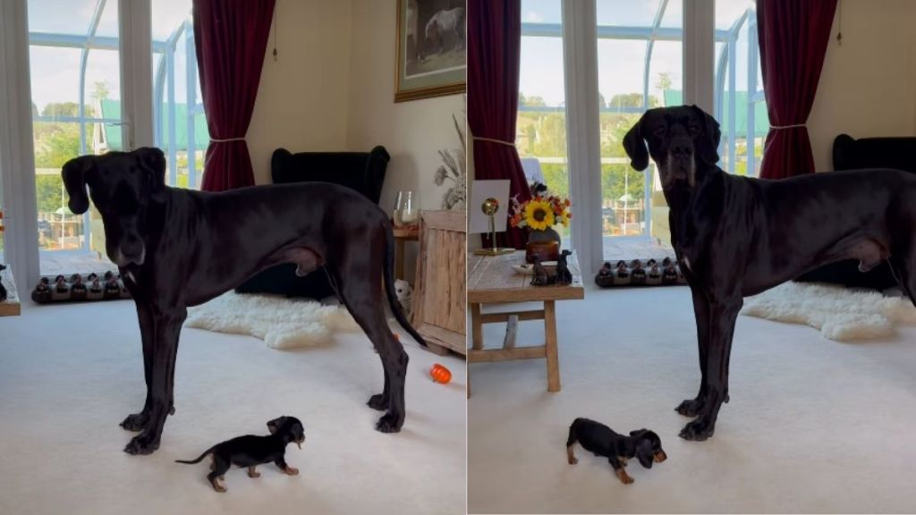 Tiny Dog Didn't Realize the Big Dog Was a 'Dog' in a Cute Video