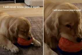 Golden Retriever Goes Viral for Doing This With Squeaky Toy