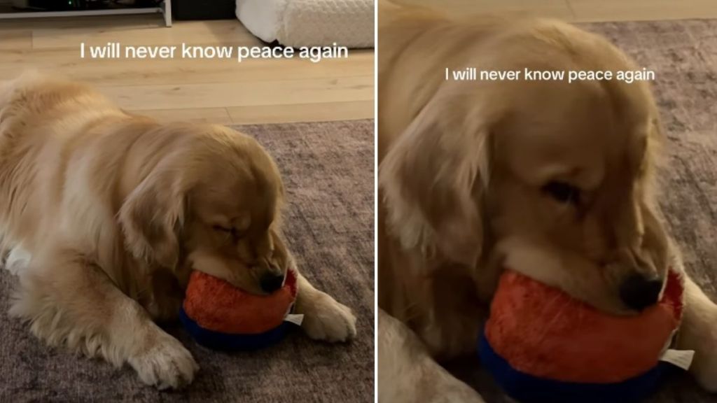 Golden Retriever Goes Viral for Doing This With Squeaky Toy