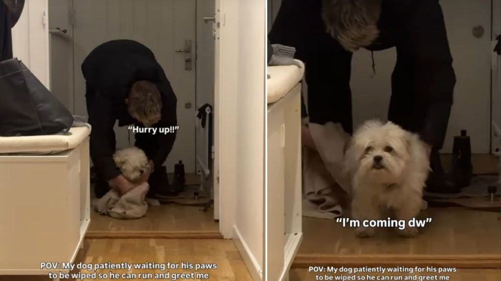 Video: In a First, Dog Waits for Paw to Be Cleaned After a Walk