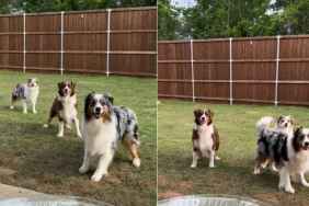 Pack of Dogs Is in Perfect Sync in Video