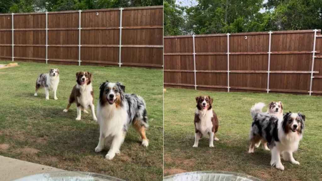 Pack of Dogs Is in Perfect Sync in Video