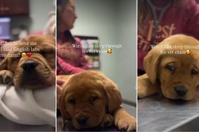 Video: Labrador Puppy Is Surprisingly Calm During Vet Visit
