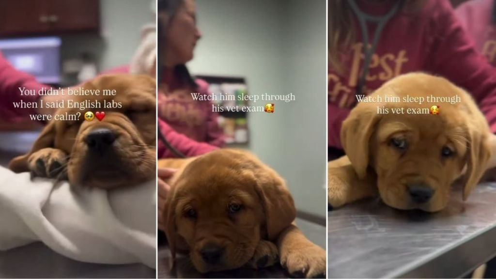 Video: Labrador Puppy Is Surprisingly Calm During Vet Visit