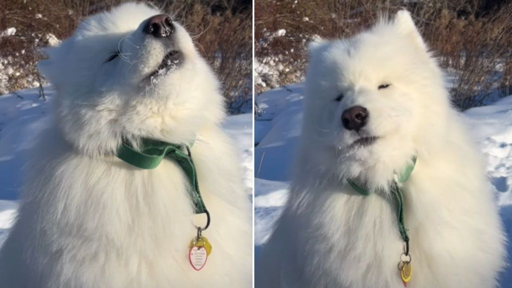 Video: Samoyed’s Awoos End in an Unexpected Way