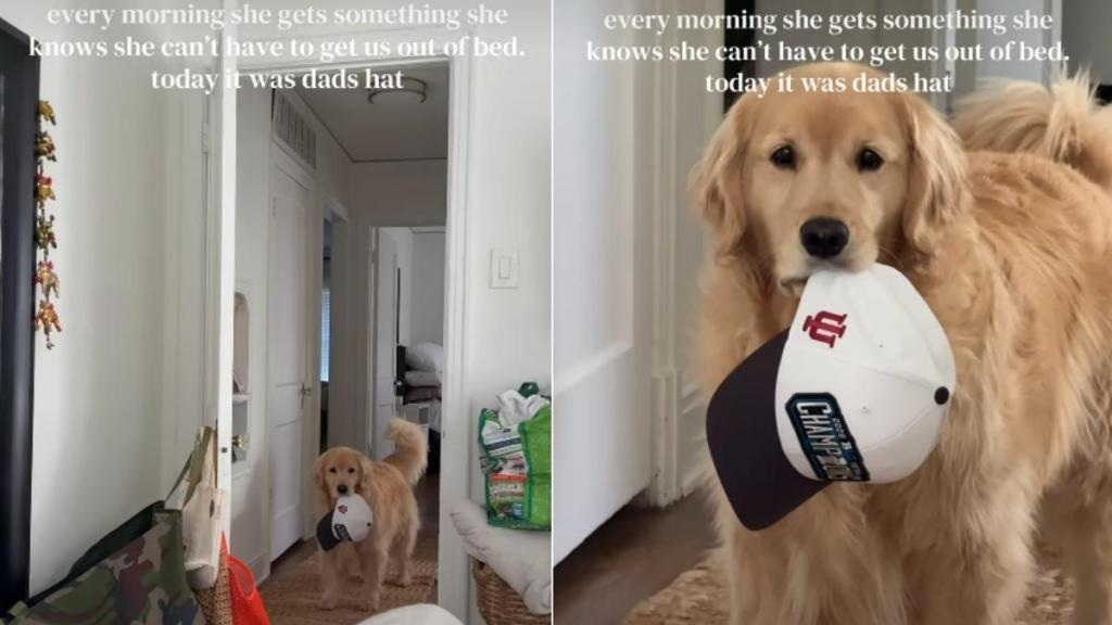 Video: Golden Retriever Uses a Sneaky Trick to Get Owners Out of Bed