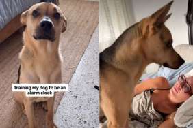 Rescue Pup Gets Trained To Be an ‘Alarm Clock’ in Cute Video