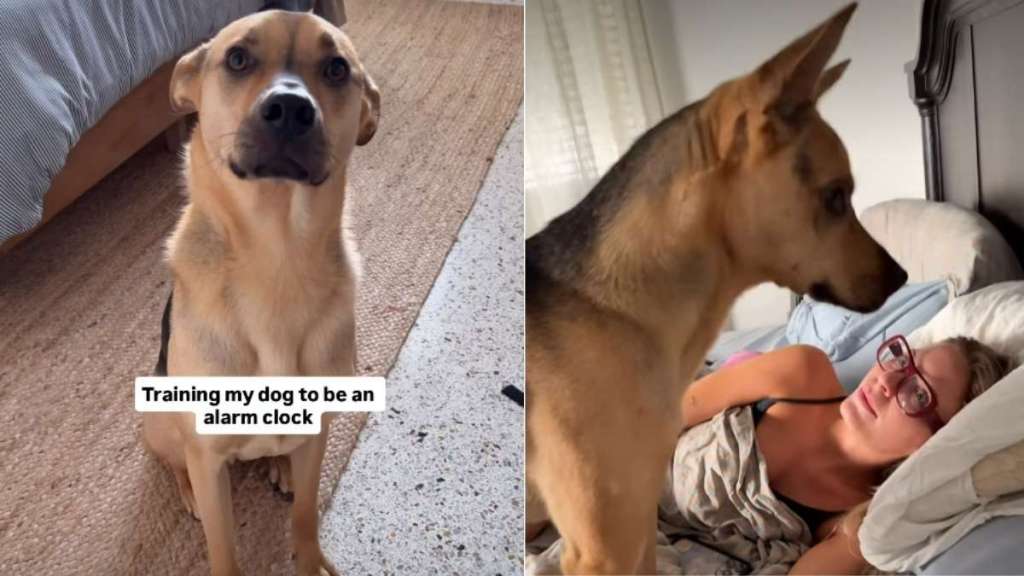 Rescue Pup Gets Trained To Be an ‘Alarm Clock’ in Cute Video