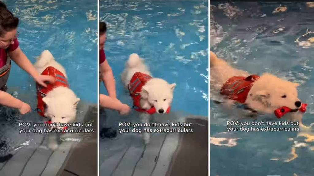 Video: Samoyed Has Busy Schedule With Extracurriculars