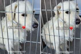 Dog Abandoned by Family Who Didn't Have Time for Her Is Adopted