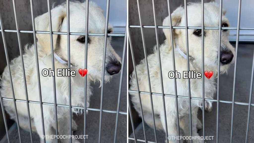 Dog Abandoned by Family Who Didn't Have Time for Her Is Adopted