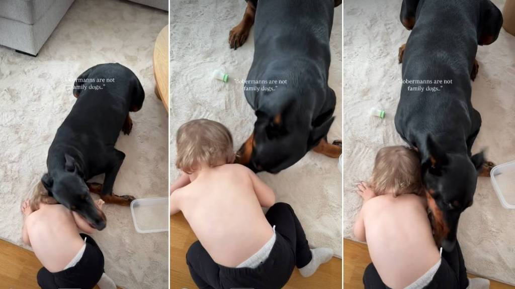 Doberman Makes Toddler Giggle in Adorable Video