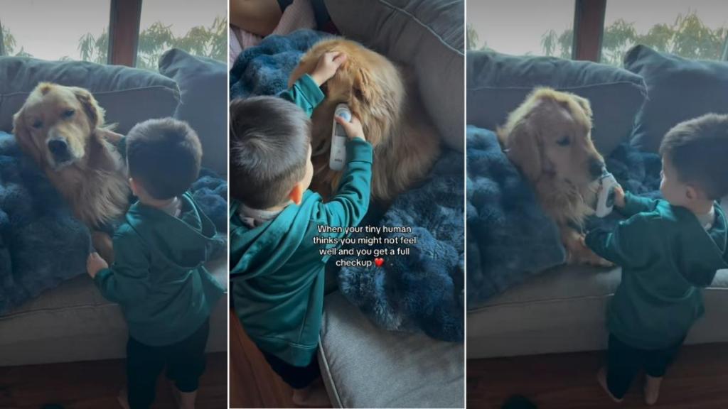 Golden Retriever Plays Along as Tiny Human Pretends to Be a Doctor