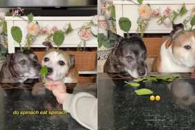 Dogs' Reaction After Eating Spinach Is Unlike Anything You've Ever Seen
