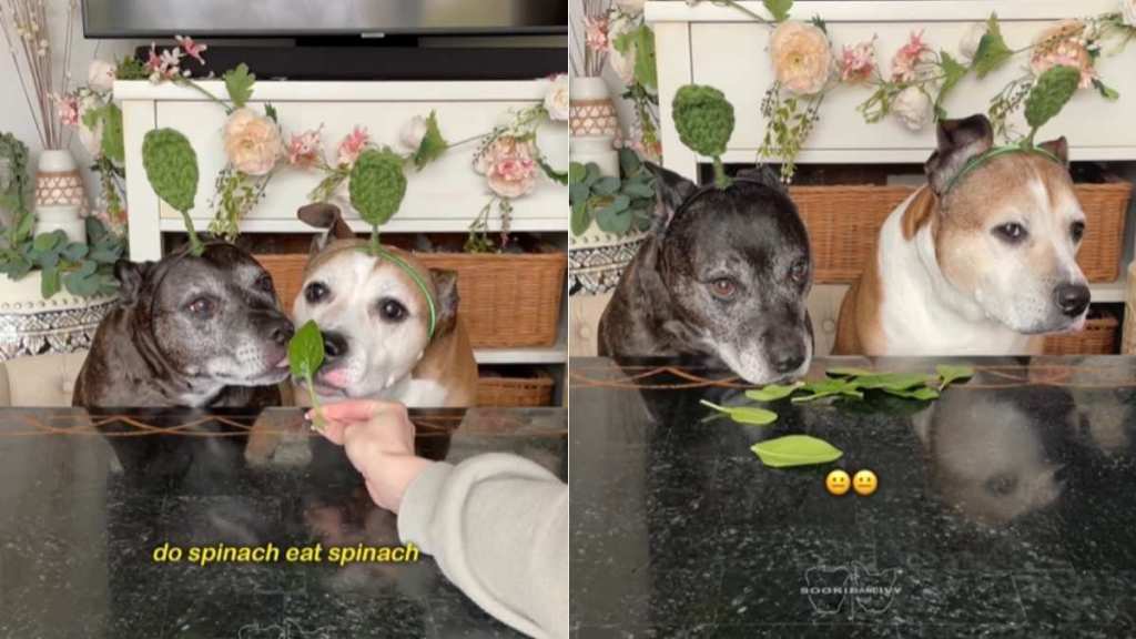 Dogs' Reaction After Eating Spinach Is Unlike Anything You've Ever Seen