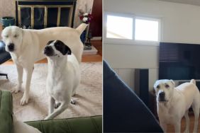 Video: Tween Dog Reacts When Asked 'What?' Repeatedly